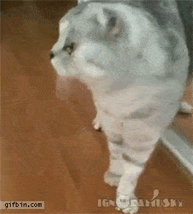 2.gif 2.gif