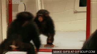 5.gif 5.gif