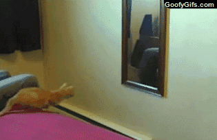 12.gif 12.gif