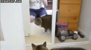 11.gif 11.gif