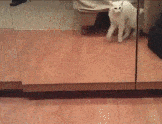 10.gif 10.gif