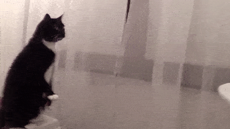 13.gif 13.gif