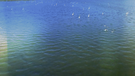 IMG_6733.GIF