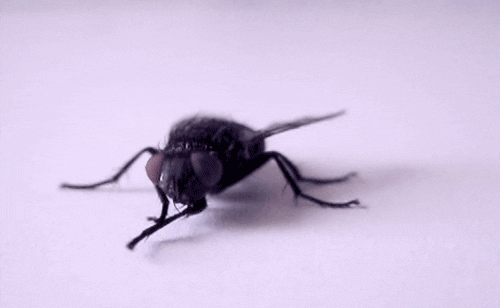 11.gif