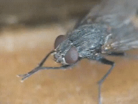 18.gif