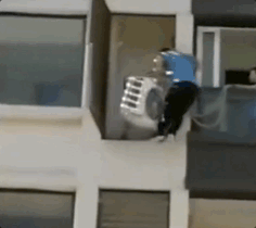 IMG_3079.GIF