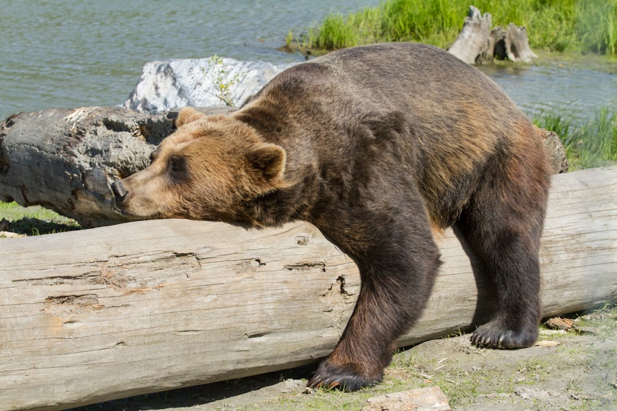 bear-sleeping.jpg