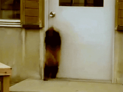 IMG_8339.GIF