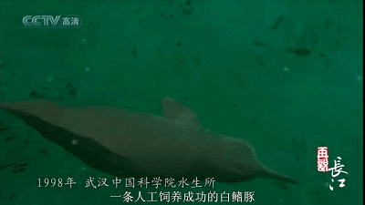 IMG_6258.GIF