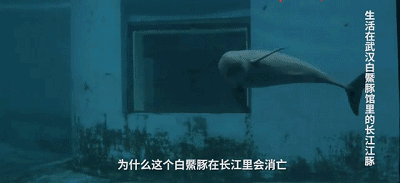 IMG_6262.GIF