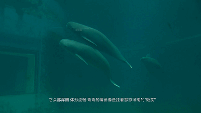 IMG_6266.GIF