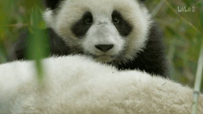 IMG_6283.GIF