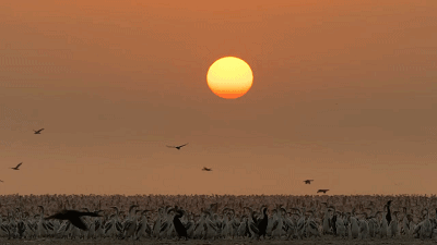 IMG_6290.GIF