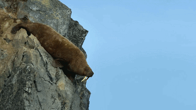 IMG_6292.GIF