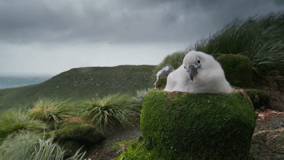 IMG_6300.GIF