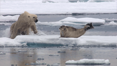 IMG_6306.GIF