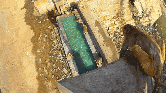 IMG_6309.GIF