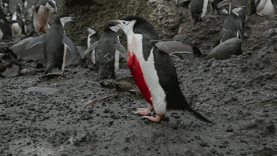 IMG_6313.GIF