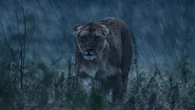 IMG_6315.GIF