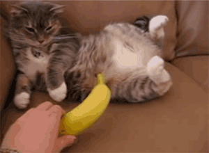 9.gif 9.gif