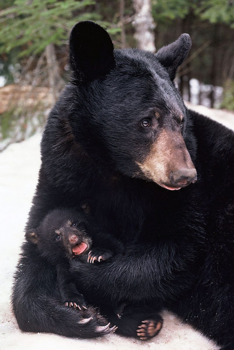 Gerry-with-crying-cub.jpg