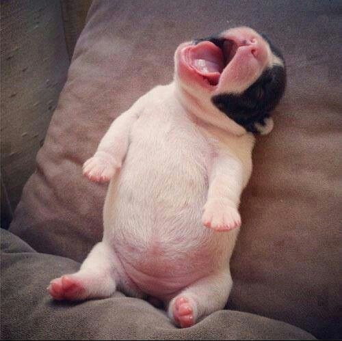 yawning-puppy.jpg
