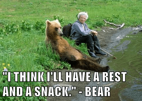 i-think-ill-have-a-rest-and-a-snack-bear.png