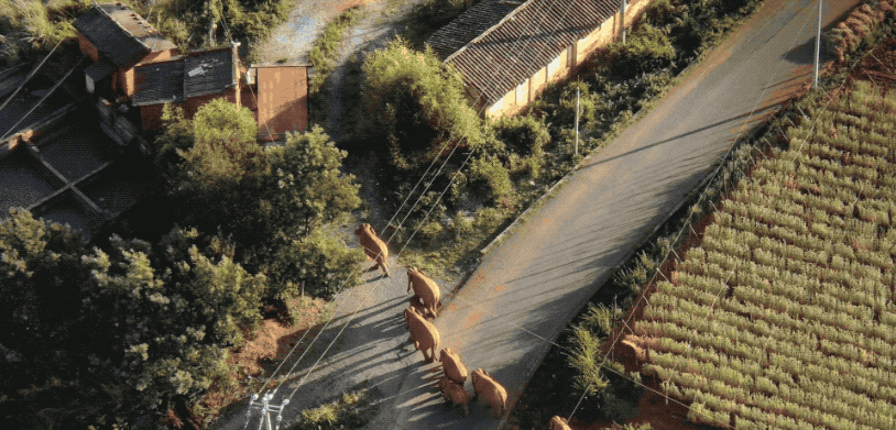 IMG_7851.GIF