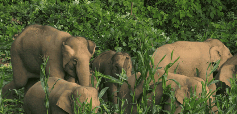 IMG_7871.GIF