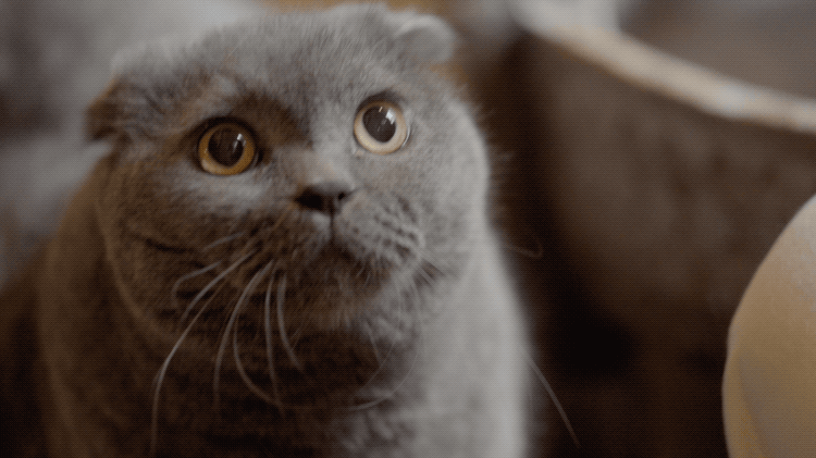 IMG_0029.GIF