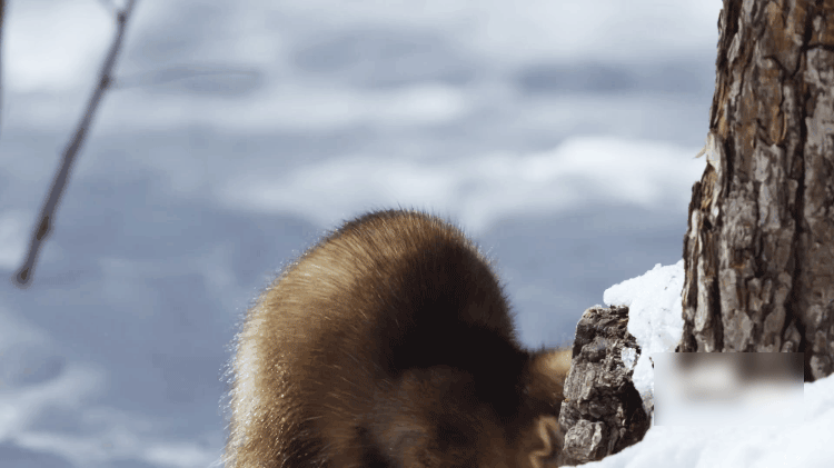 IMG_2077.GIF