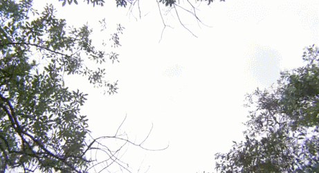 IMG_4430.GIF