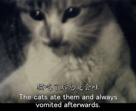 IMG_4360.GIF