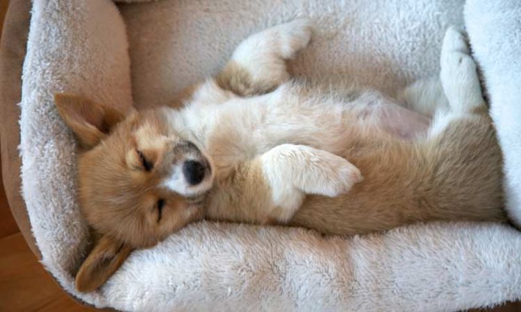 Belly-Up-750x450.jpeg