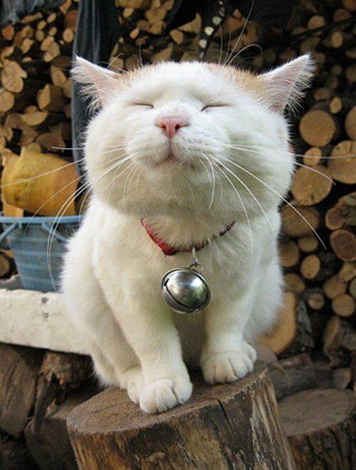 Happy-cat.jpg
