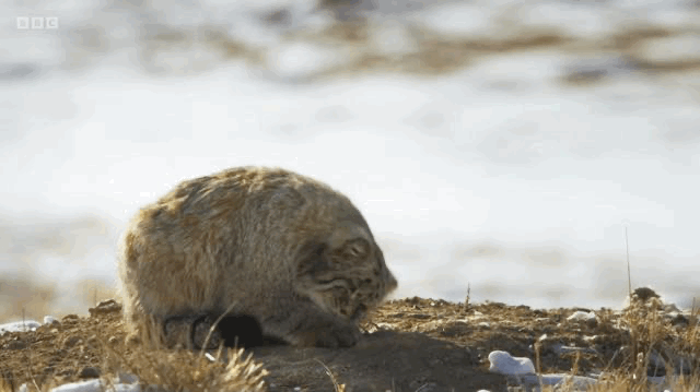 IMG_1633.GIF