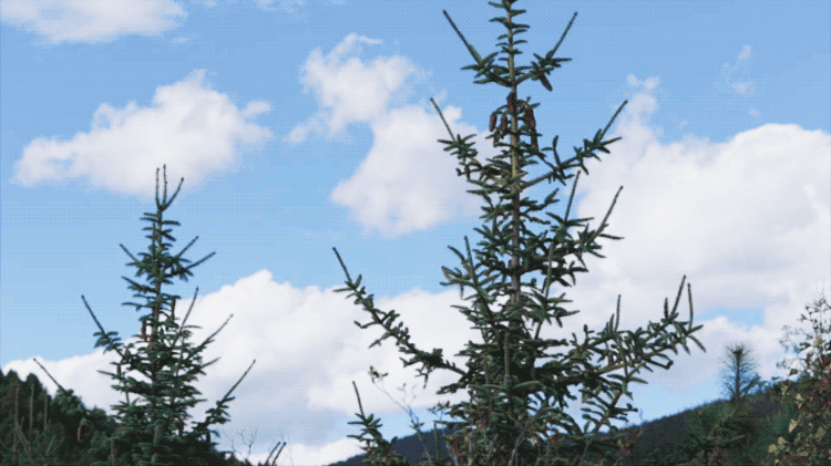 IMG_5672.GIF