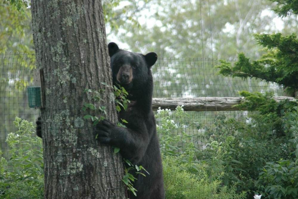 Black-Bear-on-Tree-Bill-Arnold.jpg