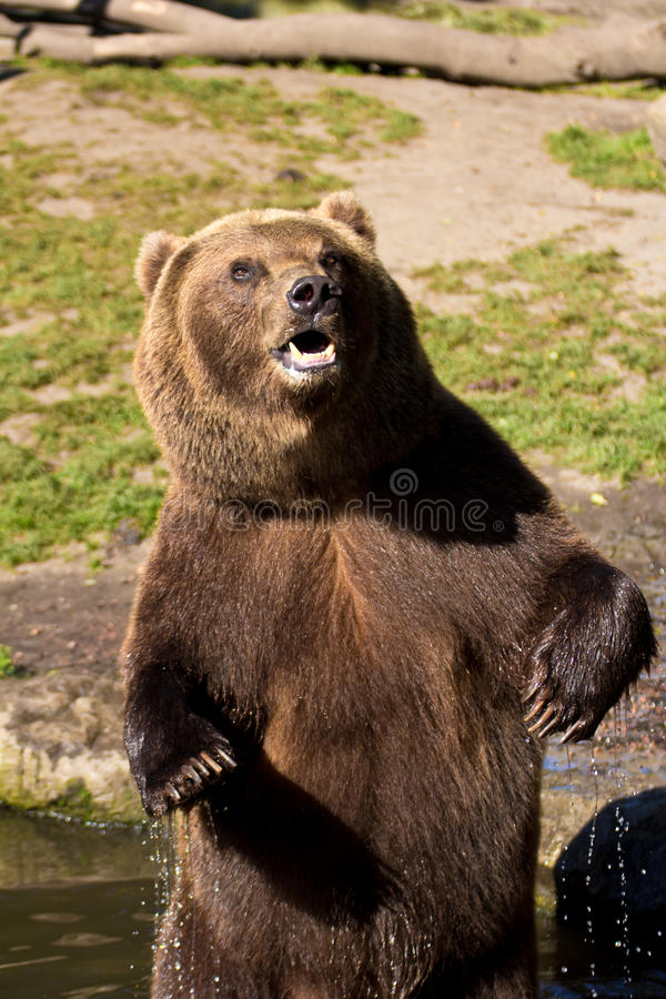 brown-bear-surprised-21407974.jpg