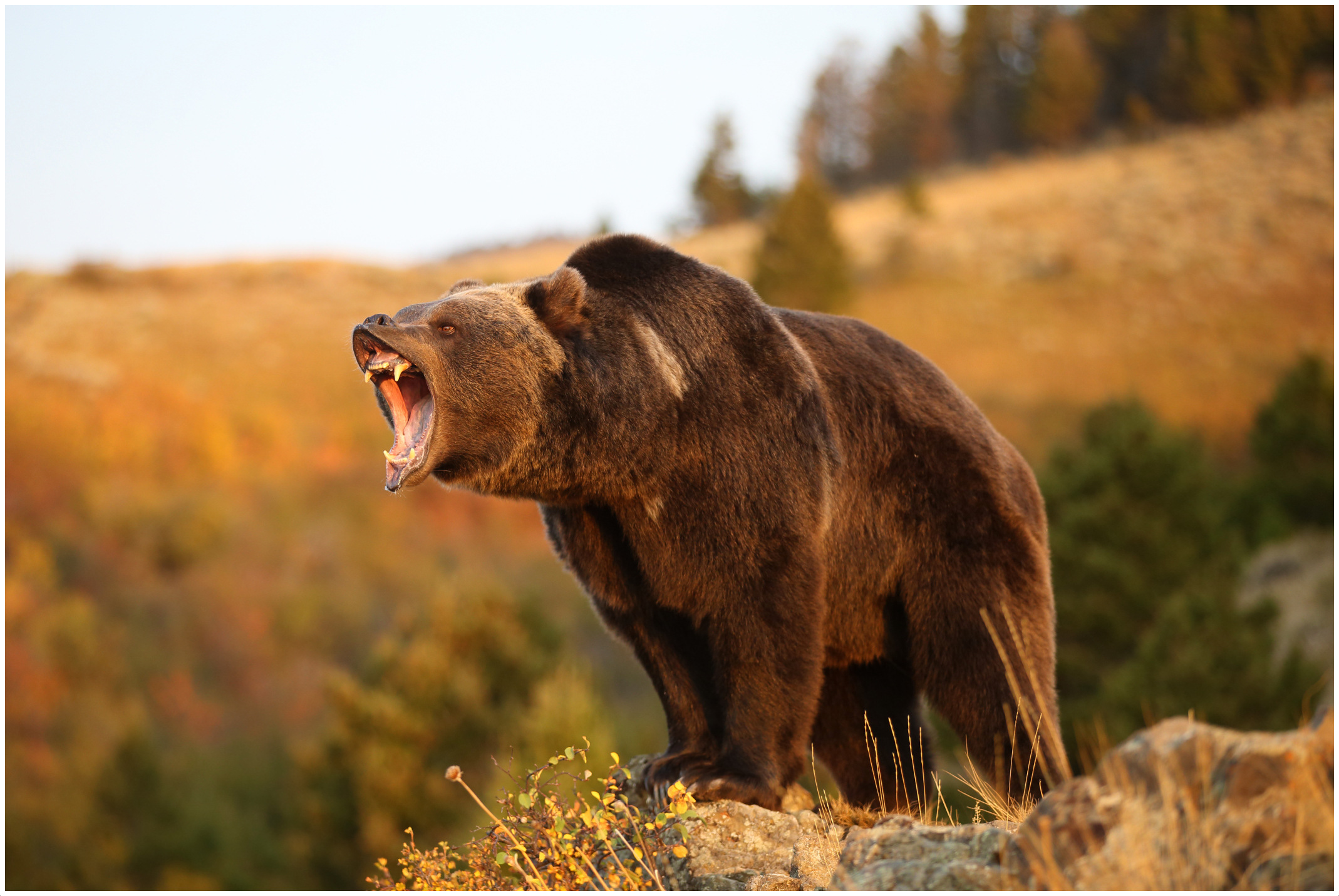 Grizzly-Bear-roar.jpg
