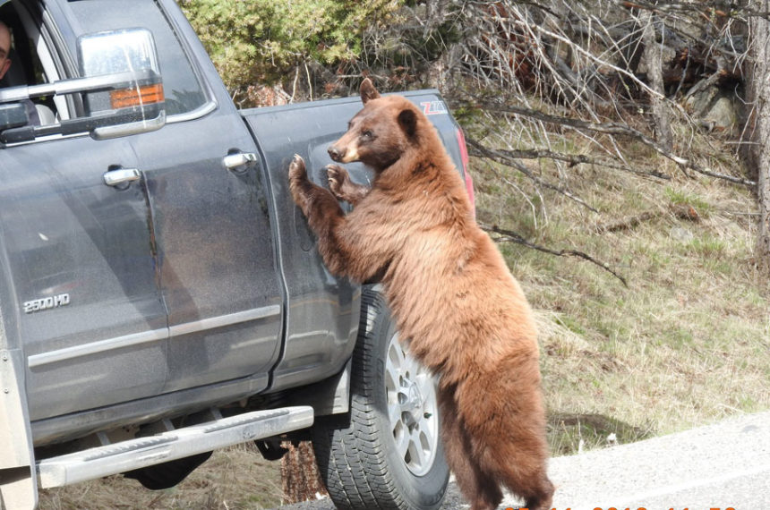 black-bear-encounter-860x570.jpg