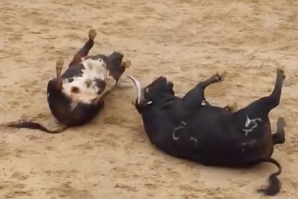 bull2.jpg