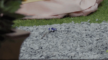 IMG_7886.GIF