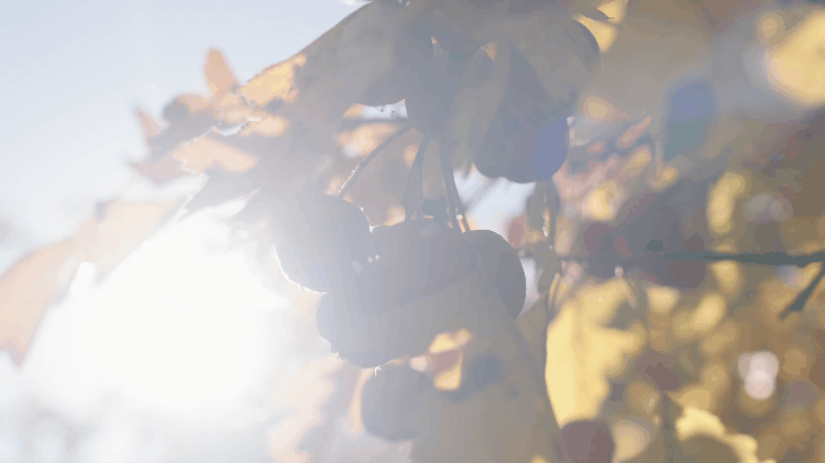 IMG_0963.GIF
