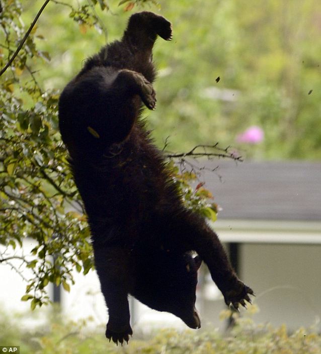 fallingbearbig.jpg