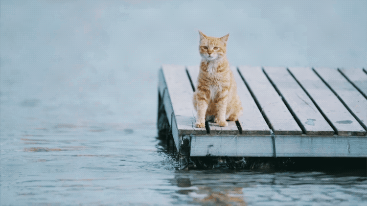 IMG_3212.GIF