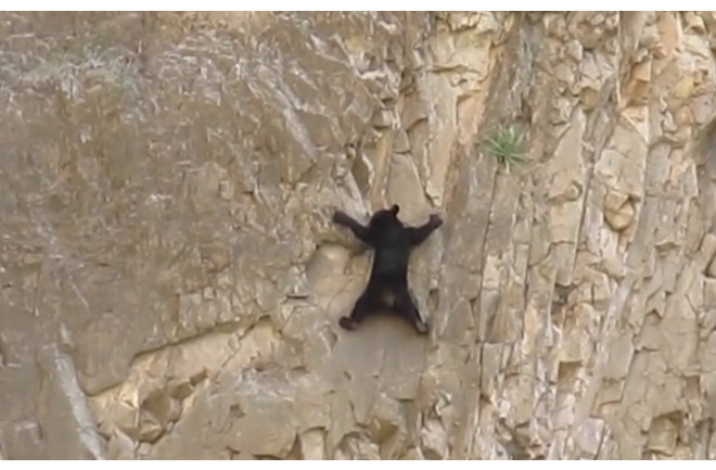 climbing-bear.jpg