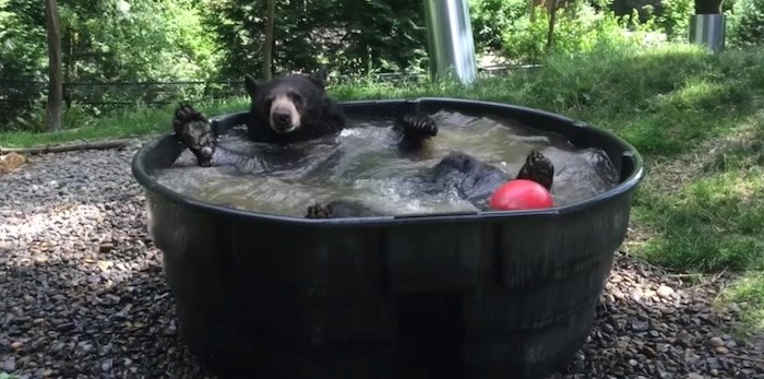 26122728_black-bear-tub.jpg