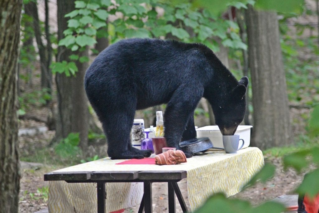 bears-4.jpg