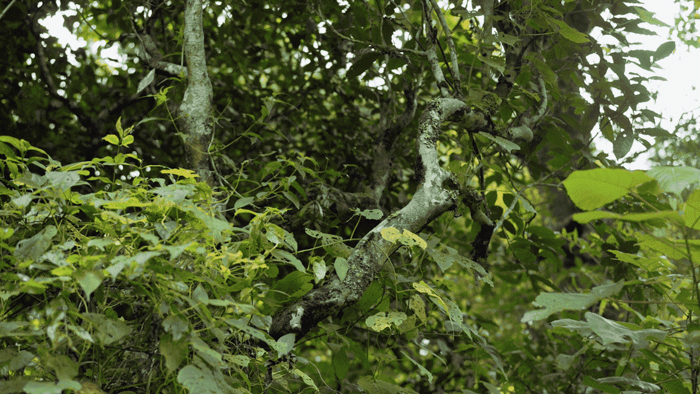 IMG_9715.GIF